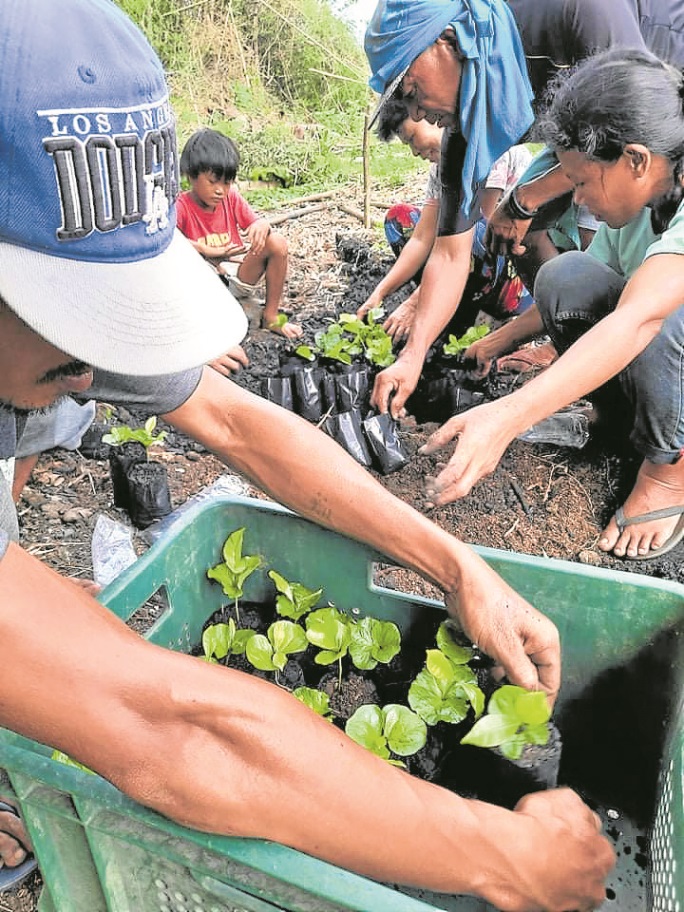 coffee farming